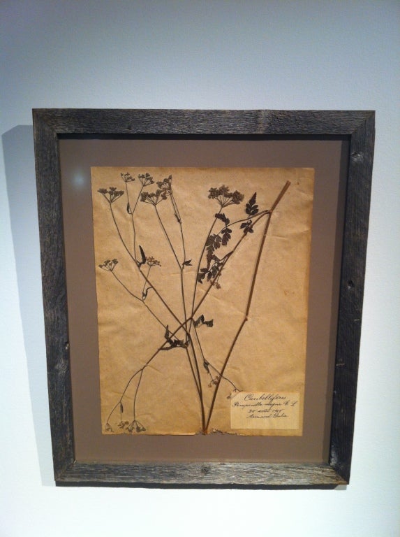 French Botanical study of various flora from the end of the 19th century and beginning of 20th century, plate includes species identification. The frame is from reclaimed wood. Part  of a collection of 6 plates. Price is for one.