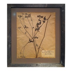 Framed Botanical. Study #4 12