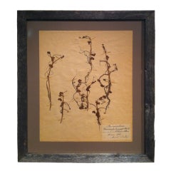 Vintage Framed Botanical. Study #3