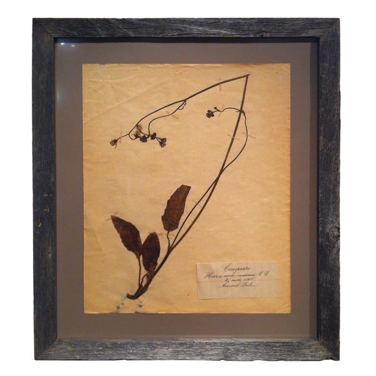 Framed Botanical. Study #1