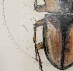 Scarab Beetles Three by Luciano Di Concetto