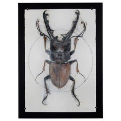 Scarab Beetles 1 von Luciano Di Concetto
