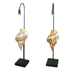 Pair of  Shell Lamps