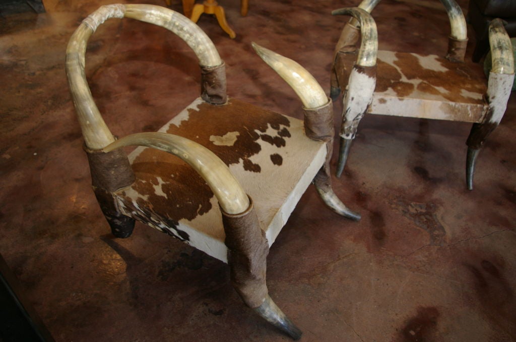 Pair of French Steer Horn Chairs 1