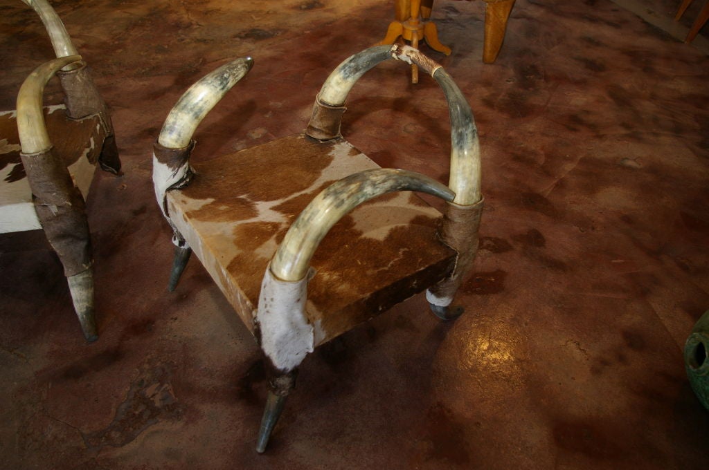 Pair of French Steer Horn Chairs 2