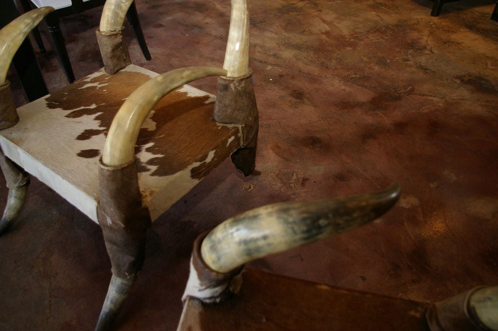 Pair of French Steer Horn Chairs 3