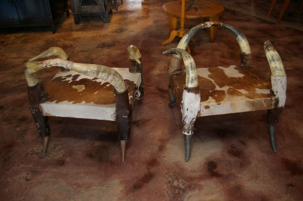 Pair of French Steer Horn Chairs 4