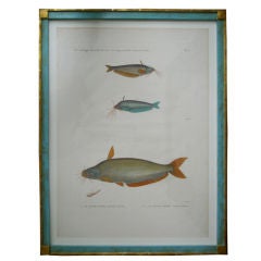 Framed Zoological Print-Fish of the Nile