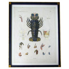 Antique Zoological Print- Lobster