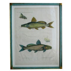 Framed Zoological Print-Fish of the Nile