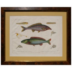 19th Century Framed Zoological Print-Fish of the Nile