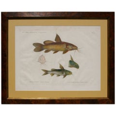 19th Century Framed Zoological Print-Fish of the Nile