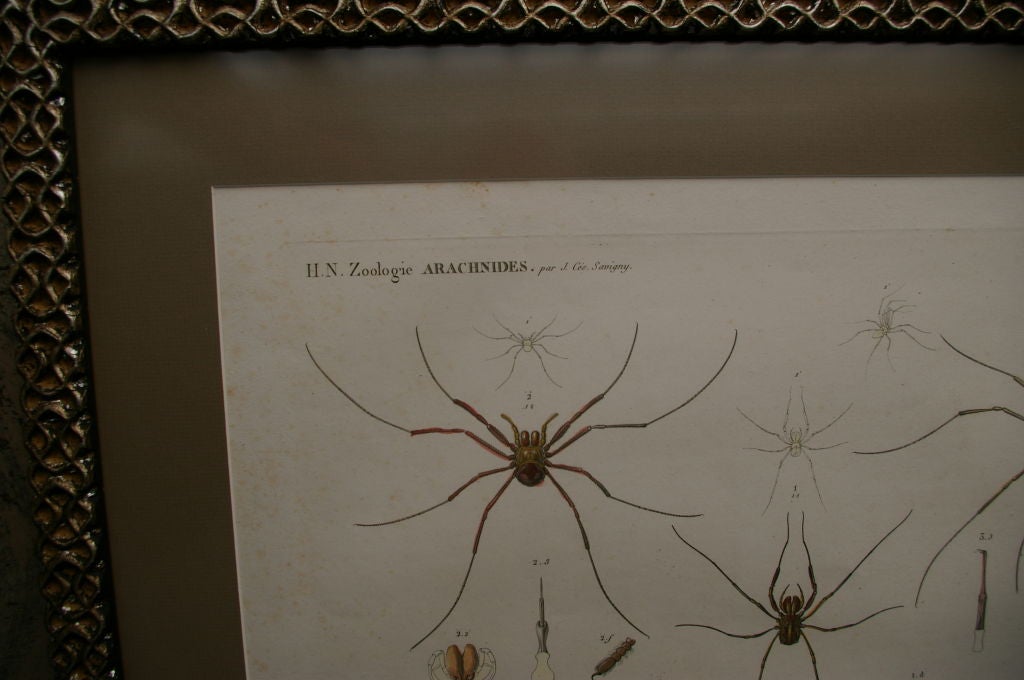 French 19 th Century Framed Zoological Print of Arachnides from Egypt For Sale