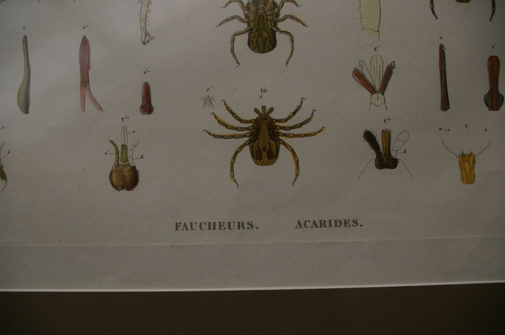 19th Century 19 th Century Framed Zoological Print of Arachnides from Egypt For Sale