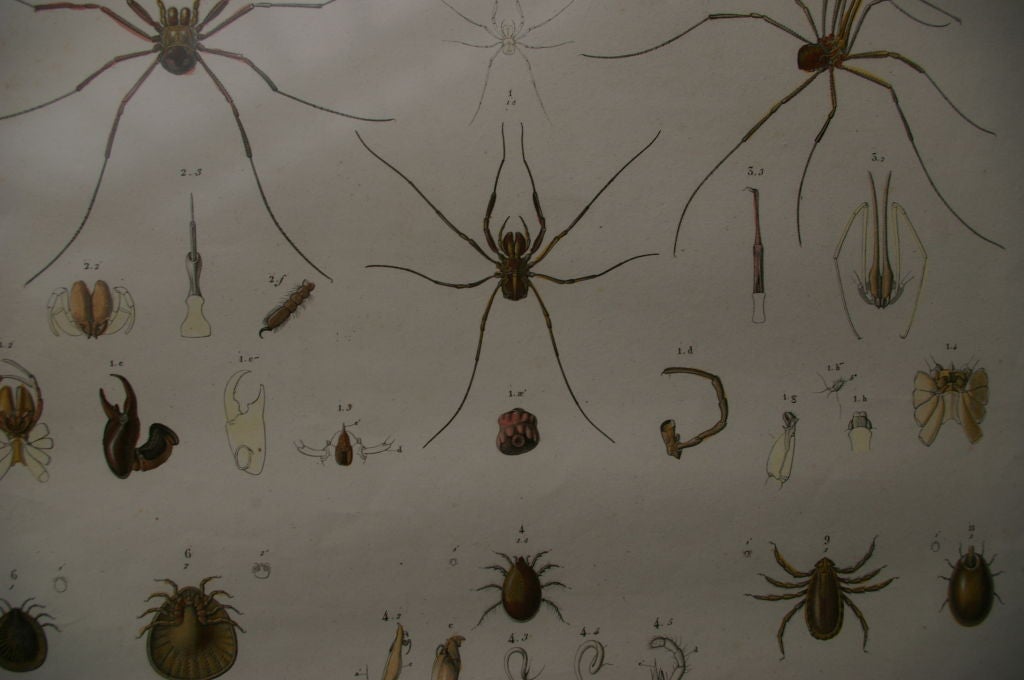19 th Century Framed Zoological Print of Arachnides from Egypt For Sale 1