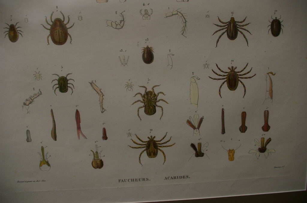 19 th Century Framed Zoological Print of Arachnides from Egypt For Sale 2