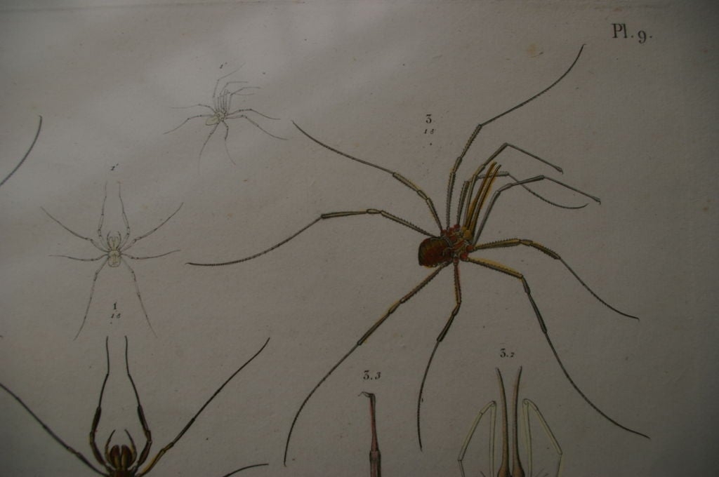 19 th Century Framed Zoological Print of Arachnides from Egypt For Sale 3