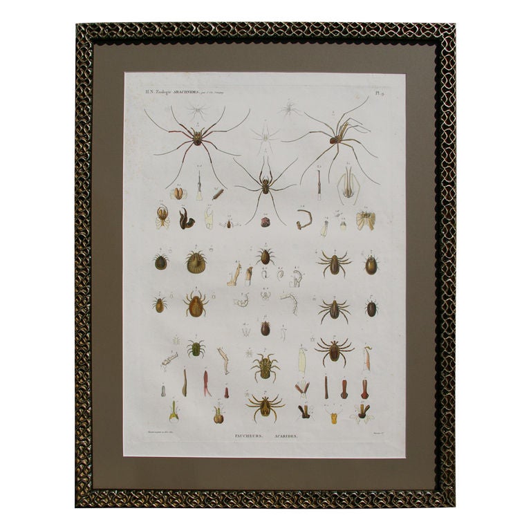 19 th Century Framed Zoological Print of Arachnides from Egypt For Sale