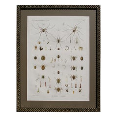 19 th Century Framed Zoological Print of Arachnides from Egypt