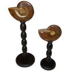 Pair of Ammonites on Carved Base