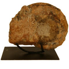Mammites Nodosoides