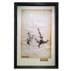 Framed Botanical Study # 8