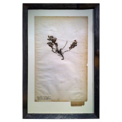 Framed Botanical Study # 7
