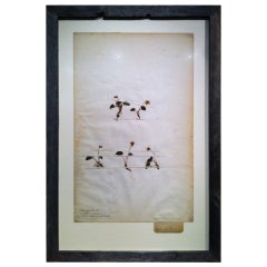 Framed Botanical Study # 1