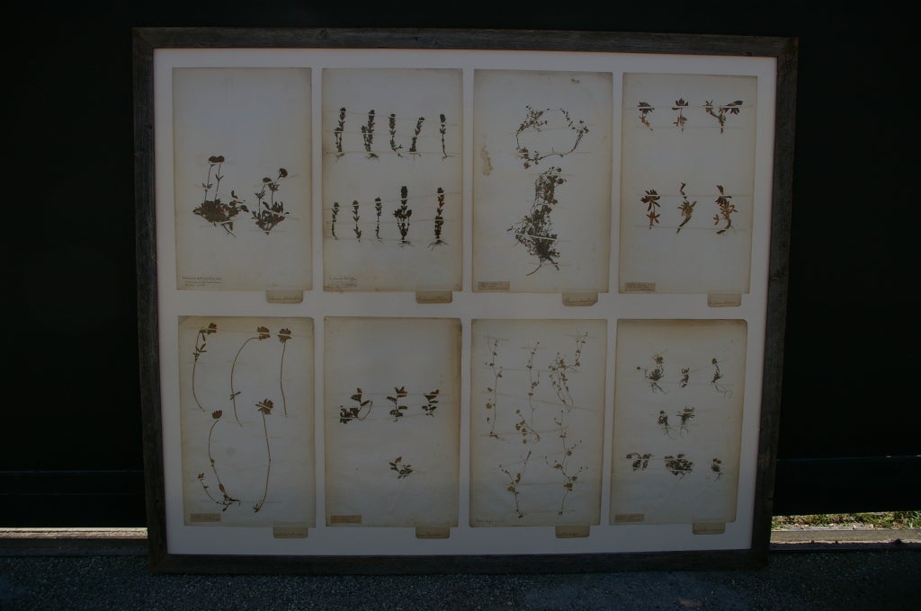 French Botanical study of various flora from the middle of the 19th century, plate includes species identification. The frame is from reclaimed wood.