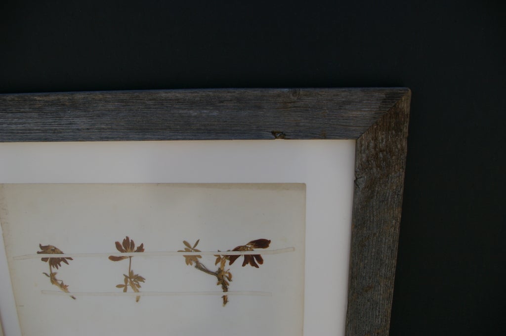 19th Century Framed Botanical Study #100 In Excellent Condition In Los Angeles, CA