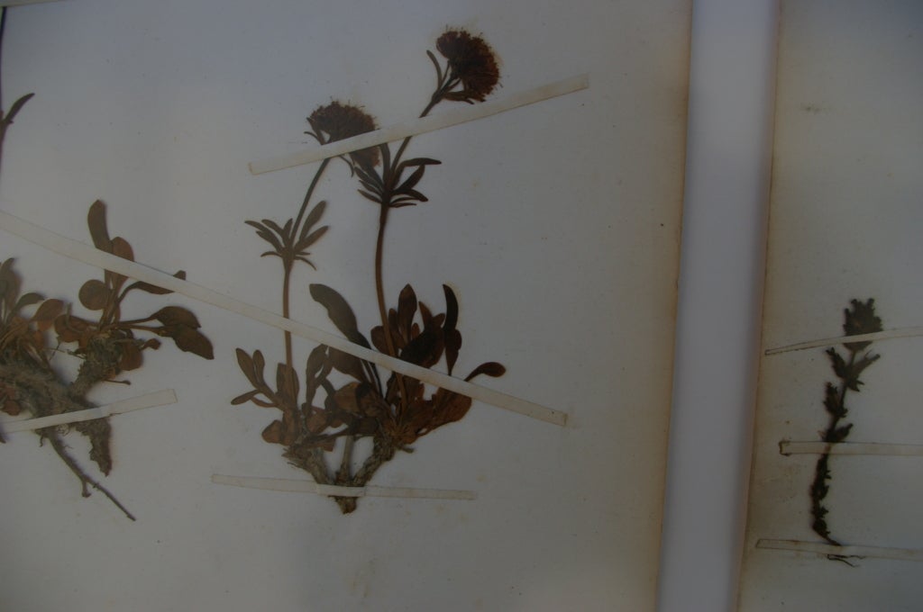 19th Century Framed Botanical Study #100 2