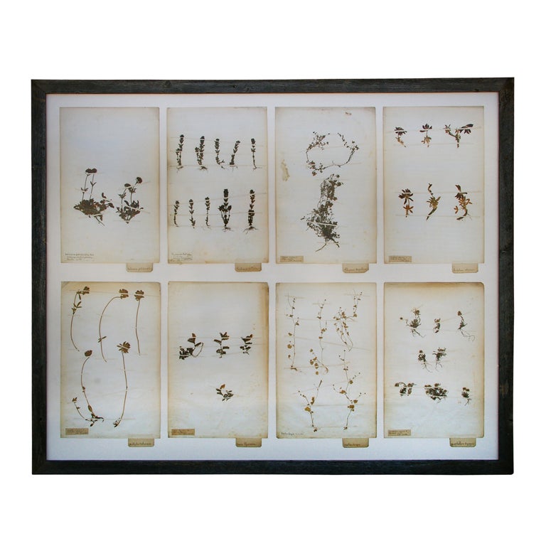 19th Century Framed Botanical Study #100