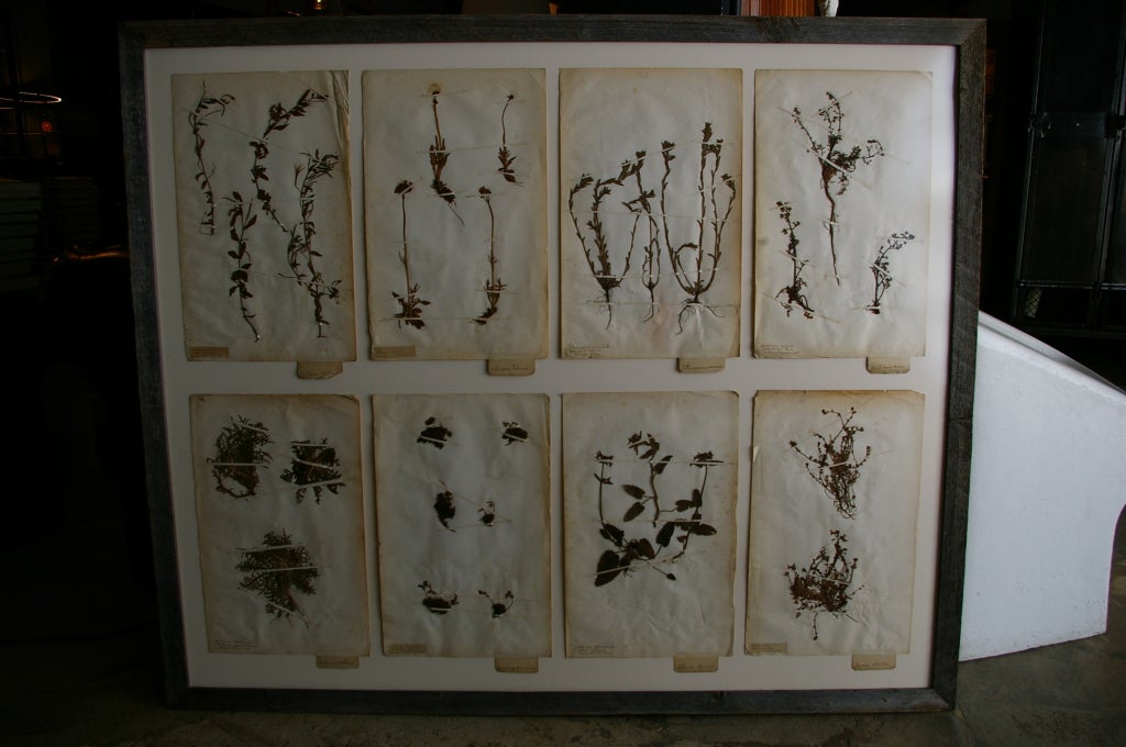 French Botanical study of various flora from the middle of the 19th century, plate includes species identification. The frame is from reclaimed wood.