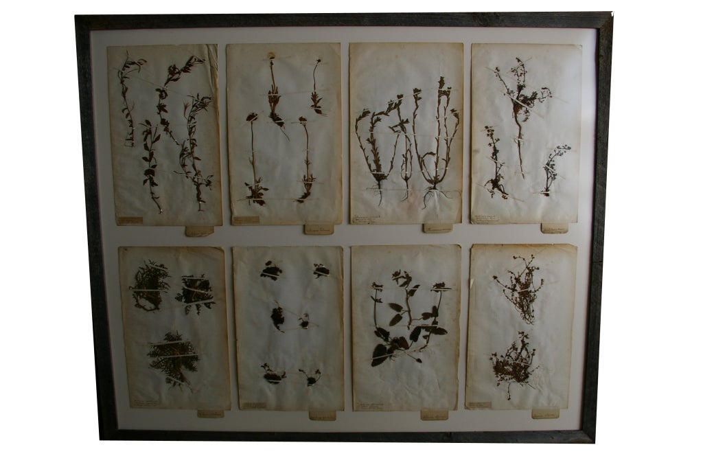 French 19th Century Framed Botanical Study #100