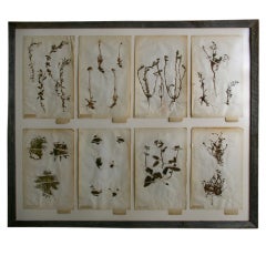 19th Century Framed Botanical Study #100