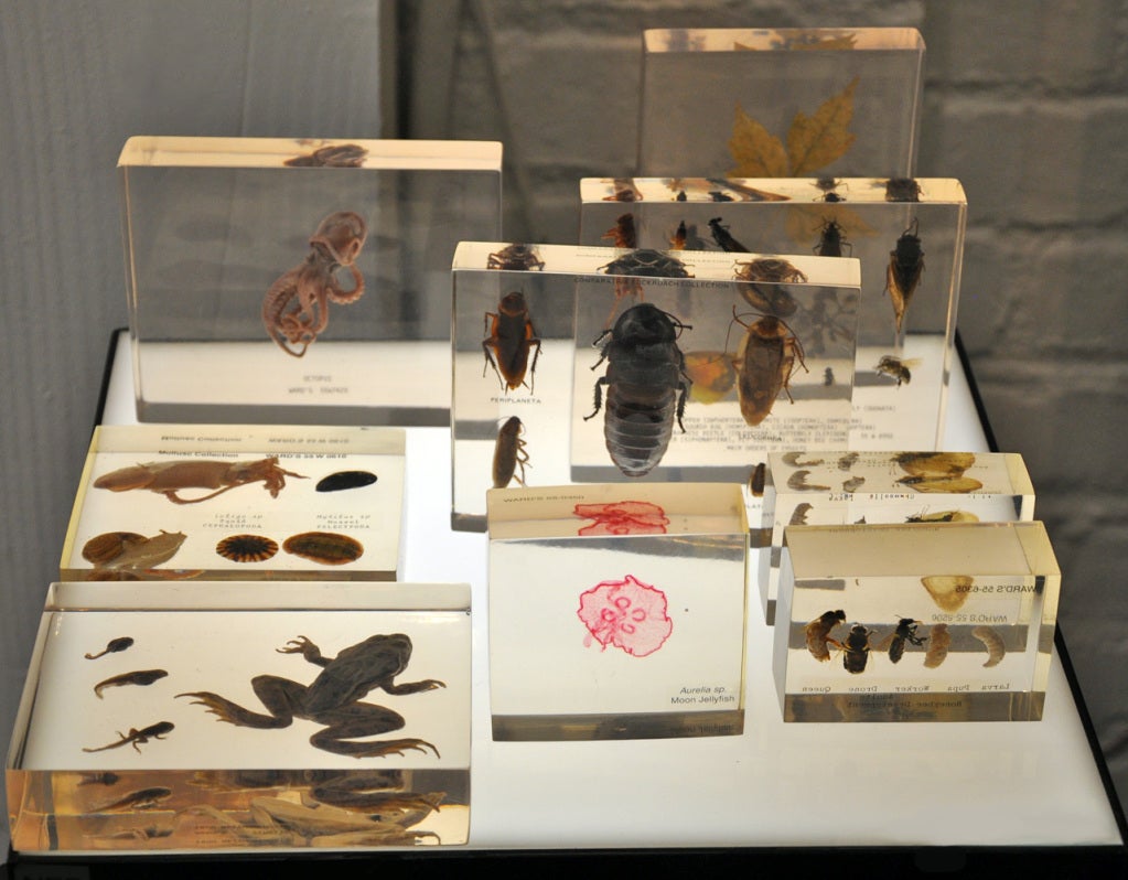 Assorted Biological Specimens at 1stdibs
