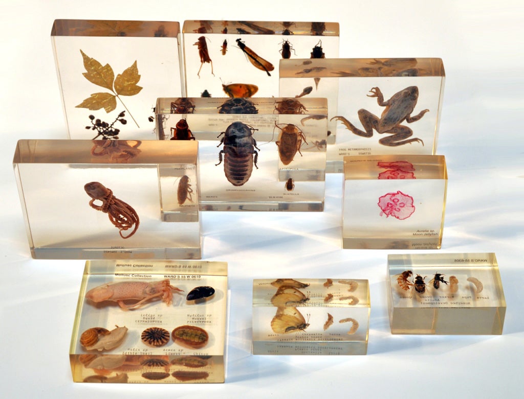 Assorted Biological Specimens at 1stdibs