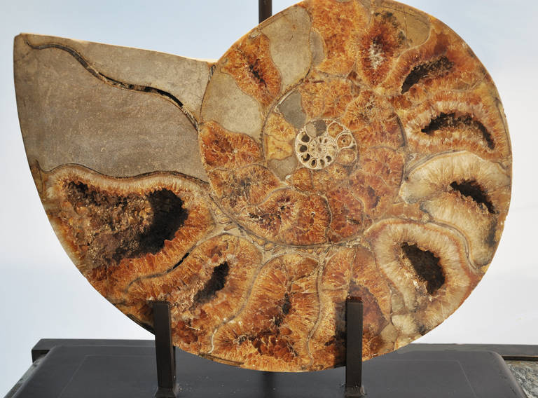 American Large Modern Table Lamps with Fossils