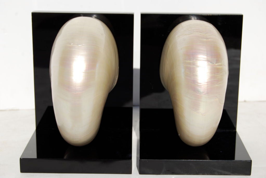 American Stunning Nautilus Shell Bookends