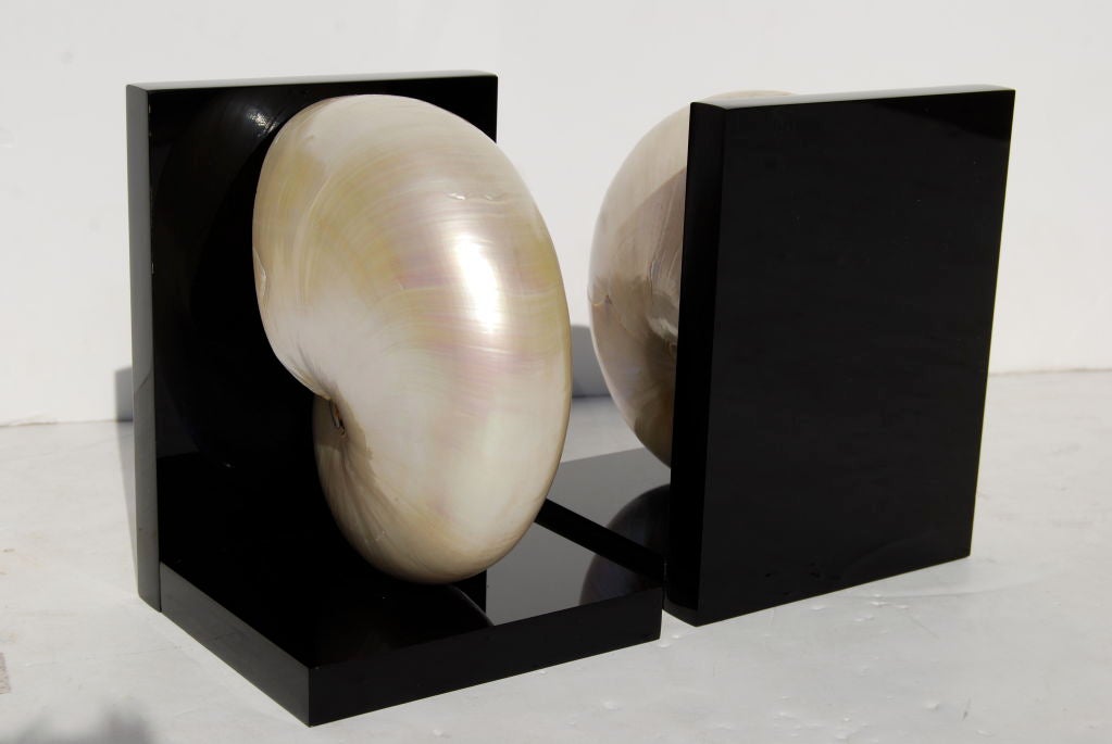 20th Century Stunning Nautilus Shell Bookends