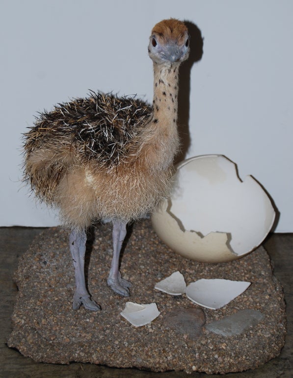 An adorable taxidermied baby ostrich on a charming mount.