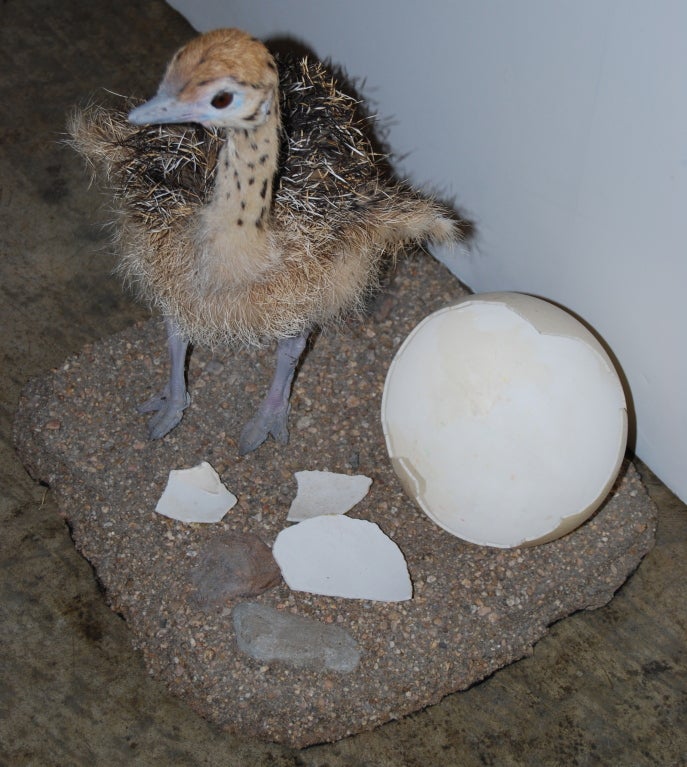 newborn ostrich