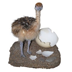 "Ossie" The Stuffed Baby Ostrich-Just Hatched!