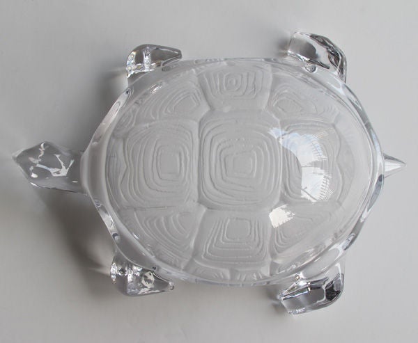 daum turtle
