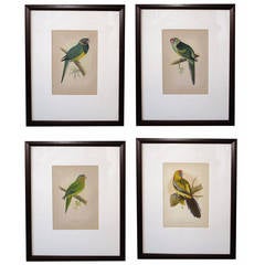 Two Pairs of Well-Rendered English Chromolithographs of Parrots