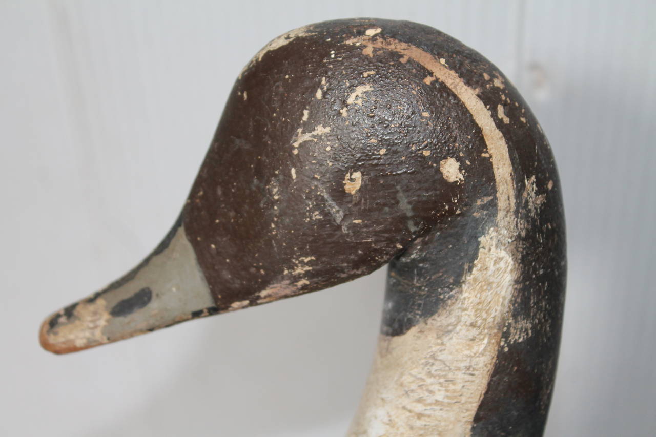 Folk Art New England Pintail Decoy in Original Painted Surface