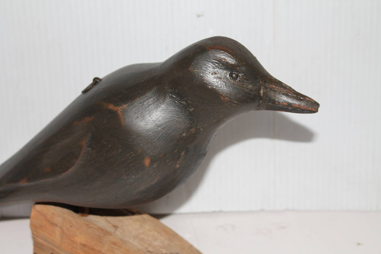 This 20th century hand-carved and painted crow is mounted on a plank of wood and is in wonderful as found condition. The body is painted black and has tin metal eyes along with a ring on its body.
