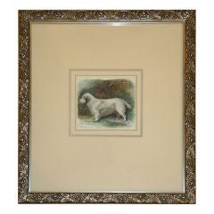 19th C. Colored Print Of A Clumber Spaniel Dog in frame
