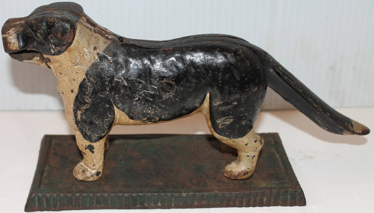 This original 19th century painted black and white cast iron dog nut cracker is attached to a green painted iron base. The condition is very good and it is in working order.
