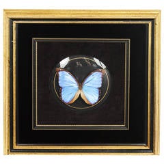 Vintage Framed Blue Morpho Butterfly